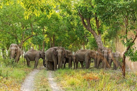 Herd of Asian Elephants in the Sal Forest Corbett National Park-India White Modern Wood Framed Art Print with Double Matting by Rajput, Jagdeep