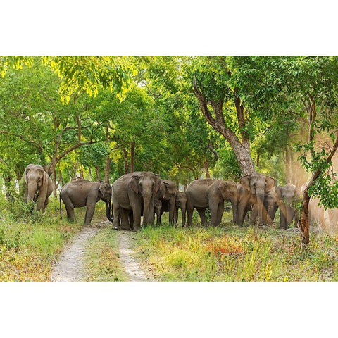 Herd of Asian Elephants in the Sal Forest Corbett National Park-India Black Modern Wood Framed Art Print by Rajput, Jagdeep