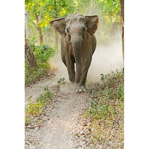 Asian Elephant charging Corbett National Park-India White Modern Wood Framed Art Print by Rajput, Jagdeep