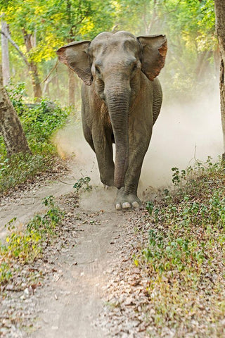 Asian Elephant charging Corbett National Park-India White Modern Wood Framed Art Print with Double Matting by Rajput, Jagdeep