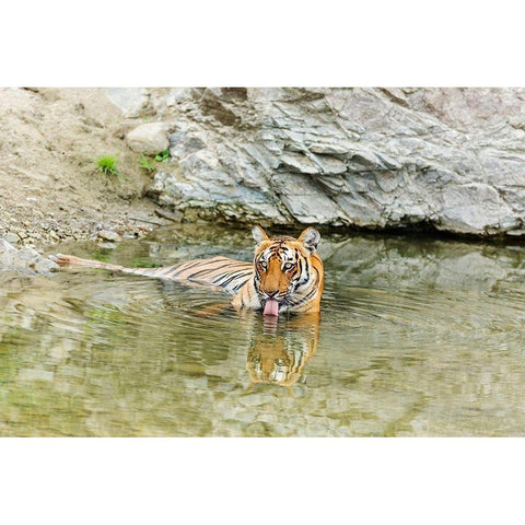 Tigress in the backwaters of Ramganga River Corbett National Park-India Black Modern Wood Framed Art Print by Rajput, Jagdeep