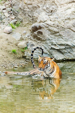 Tigress in the backwaters of Ramganga River Corbett National Park-India White Modern Wood Framed Art Print with Double Matting by Rajput, Jagdeep