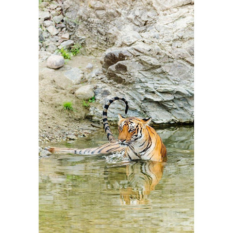 Tigress in the backwaters of Ramganga River Corbett National Park-India Black Modern Wood Framed Art Print with Double Matting by Rajput, Jagdeep