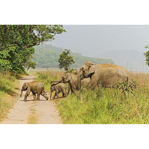 Asian Elephant family crossing the jungle track Corbett National Park-India White Modern Wood Framed Art Print by Rajput, Jagdeep