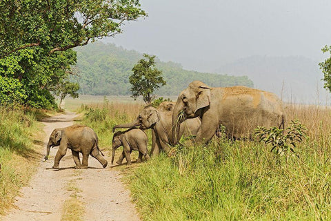 Asian Elephant family crossing the jungle track Corbett National Park-India Black Ornate Wood Framed Art Print with Double Matting by Rajput, Jagdeep