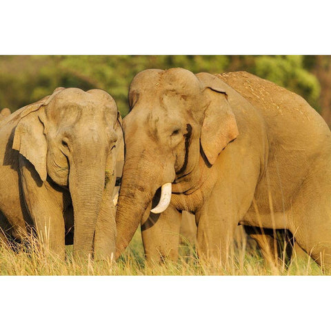 Courting pair of Asian Elephants Corbett National Park-India Gold Ornate Wood Framed Art Print with Double Matting by Rajput, Jagdeep