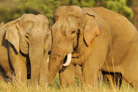 Courting pair of Asian Elephants Corbett National Park-India Black Ornate Wood Framed Art Print with Double Matting by Rajput, Jagdeep