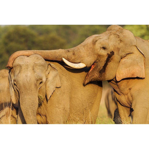 Courting pair of Asian Elephants Corbett National Park-India Gold Ornate Wood Framed Art Print with Double Matting by Rajput, Jagdeep