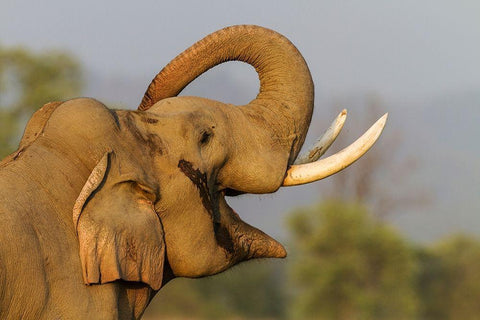 Musth Tusker giving a salute Corbett National Park-India Black Ornate Wood Framed Art Print with Double Matting by Rajput, Jagdeep