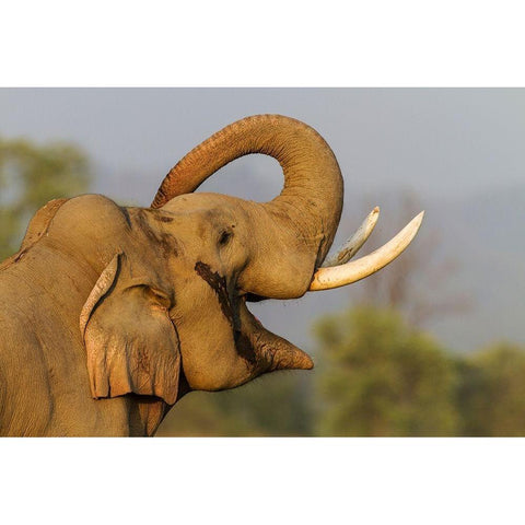 Musth Tusker giving a salute Corbett National Park-India Black Modern Wood Framed Art Print by Rajput, Jagdeep
