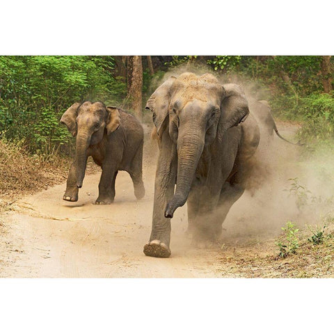 Asian Elephants charging-Corbett National Park-India Black Modern Wood Framed Art Print by Rajput, Jagdeep