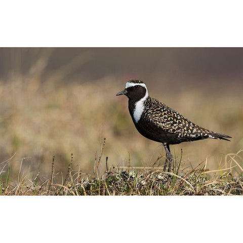 American Golden Plover Black Modern Wood Framed Art Print with Double Matting by Archer, Ken