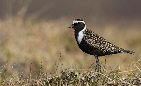 American Golden Plover Black Ornate Wood Framed Art Print with Double Matting by Archer, Ken