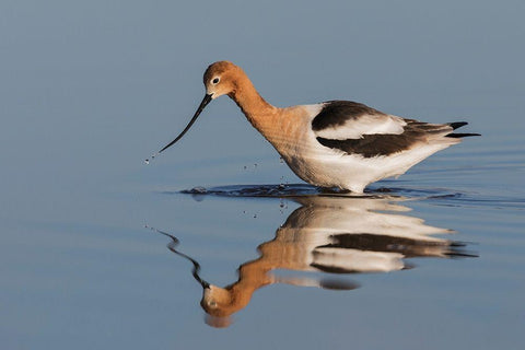 American Avocet Foraging White Modern Wood Framed Art Print with Double Matting by Archer, Ken