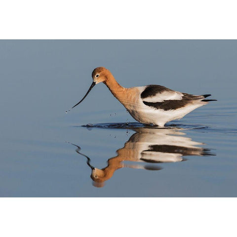 American Avocet Foraging Black Modern Wood Framed Art Print by Archer, Ken