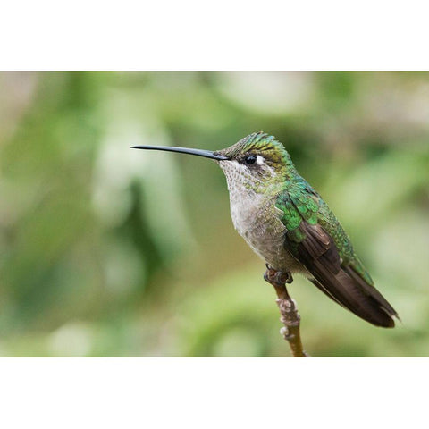 Broad-tailed Hummingbird (female) White Modern Wood Framed Art Print by Archer, Ken