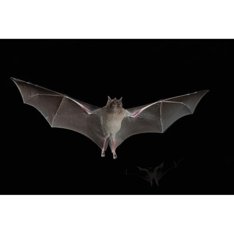 Lesser Long-nosed Bat Gold Ornate Wood Framed Art Print with Double Matting by Archer, Ken