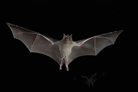 Lesser Long-nosed Bat Black Ornate Wood Framed Art Print with Double Matting by Archer, Ken