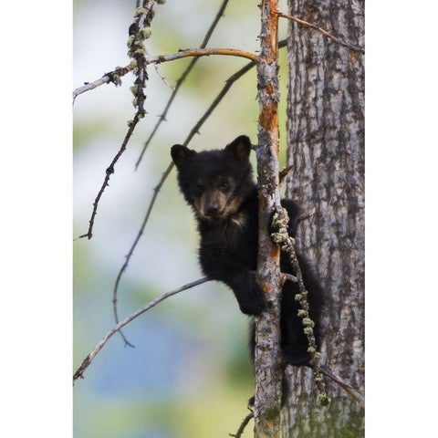 Black Bear Cub Climbing Black Modern Wood Framed Art Print by Archer, Ken