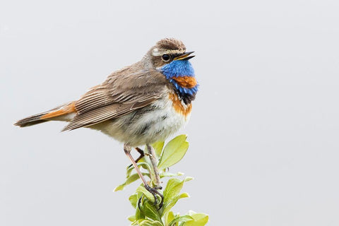 Bluethroat-territory song White Modern Wood Framed Art Print with Double Matting by Archer, Ken