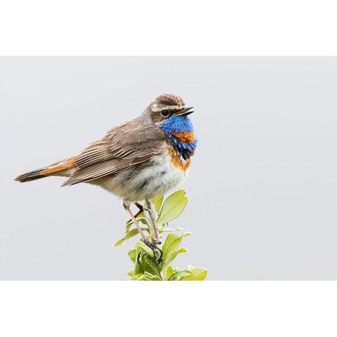 Bluethroat-territory song Black Modern Wood Framed Art Print by Archer, Ken