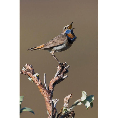 Male Bluethroat Singing White Modern Wood Framed Art Print by Archer, Ken