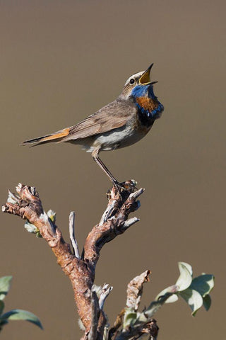 Male Bluethroat Singing Black Ornate Wood Framed Art Print with Double Matting by Archer, Ken