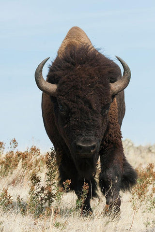 Bison Bull on the move White Modern Wood Framed Art Print with Double Matting by Archer, Ken