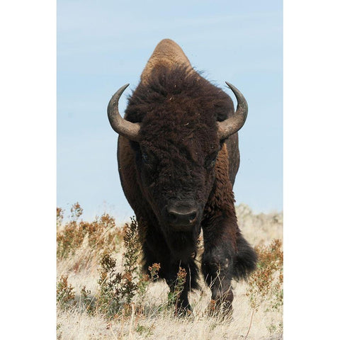 Bison Bull on the move Black Modern Wood Framed Art Print by Archer, Ken