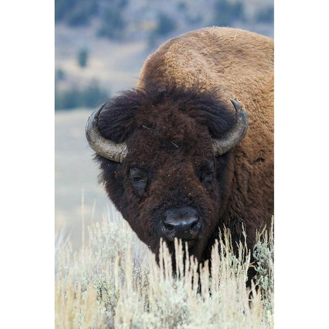 Big Bison Bull Gold Ornate Wood Framed Art Print with Double Matting by Archer, Ken