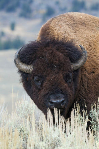 Big Bison Bull White Modern Wood Framed Art Print with Double Matting by Archer, Ken