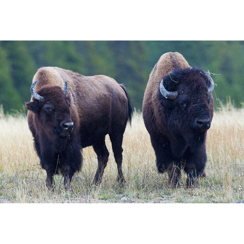 Bison Pair Black Modern Wood Framed Art Print with Double Matting by Archer, Ken