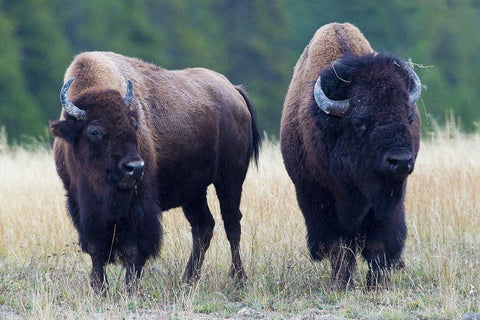 Bison Pair White Modern Wood Framed Art Print with Double Matting by Archer, Ken