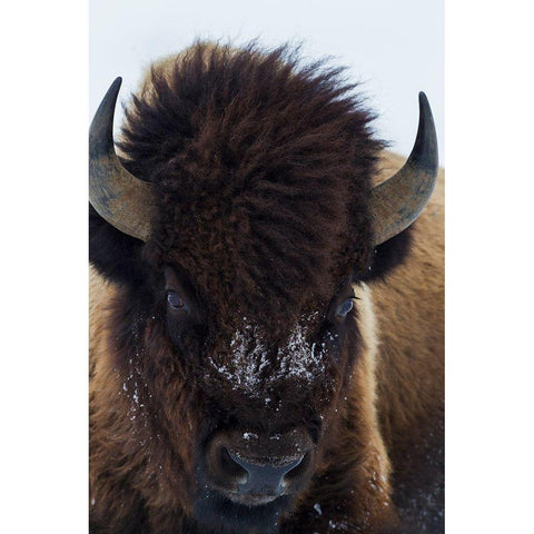 Bull Bison Black Modern Wood Framed Art Print with Double Matting by Archer, Ken