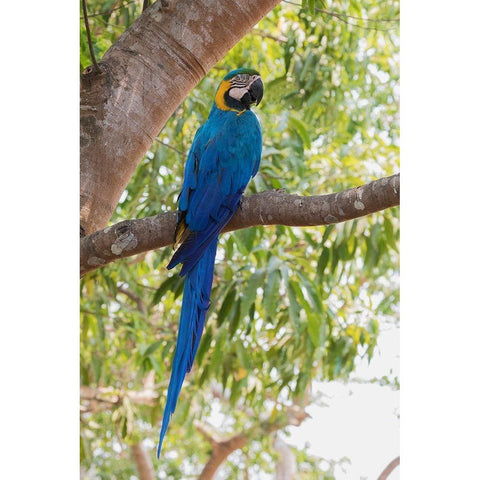 Blue and Gold Macaw-roosting in the shade Gold Ornate Wood Framed Art Print with Double Matting by Archer, Ken