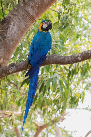 Blue and Gold Macaw-roosting in the shade Black Ornate Wood Framed Art Print with Double Matting by Archer, Ken