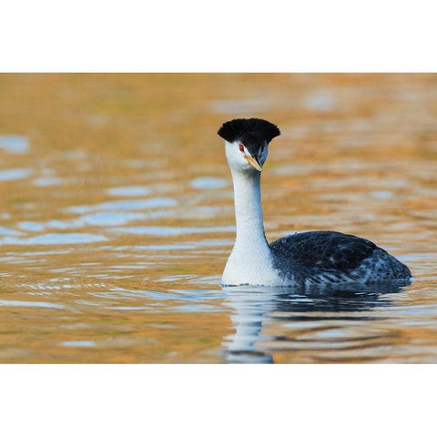 Clarks Grebe White Modern Wood Framed Art Print by Archer, Ken