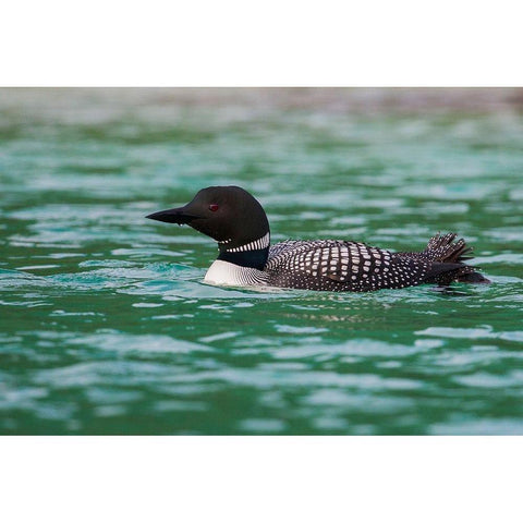 Common Loon Black Modern Wood Framed Art Print with Double Matting by Archer, Ken