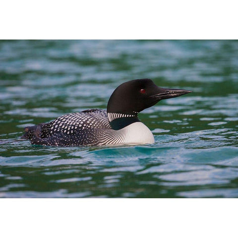 Common Loon White Modern Wood Framed Art Print by Archer, Ken