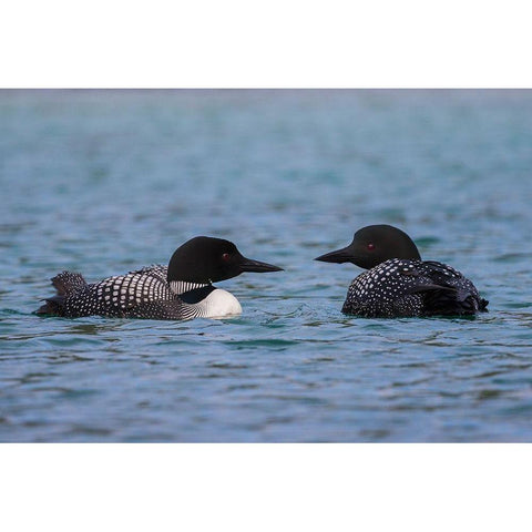 Common Loon Pair White Modern Wood Framed Art Print by Archer, Ken