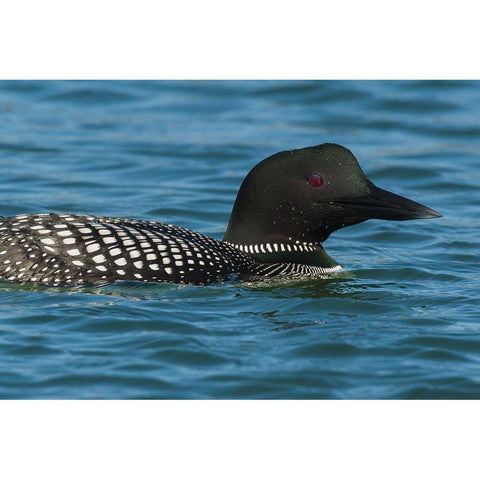Common Loon Black Modern Wood Framed Art Print by Archer, Ken