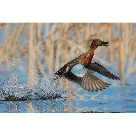Cinnamon Teal Drake taking flight Gold Ornate Wood Framed Art Print with Double Matting by Archer, Ken