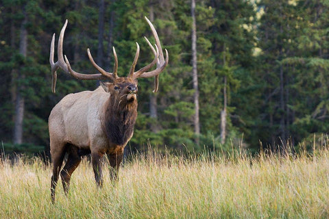 Bull Elk making faces Black Ornate Wood Framed Art Print with Double Matting by Archer, Ken