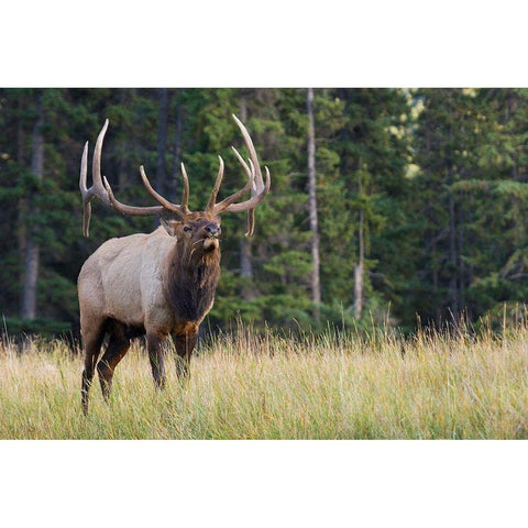 Bull Elk making faces Black Modern Wood Framed Art Print by Archer, Ken