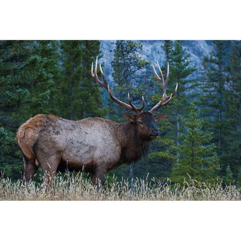 Rocky Mountain Bull Elk Gold Ornate Wood Framed Art Print with Double Matting by Archer, Ken