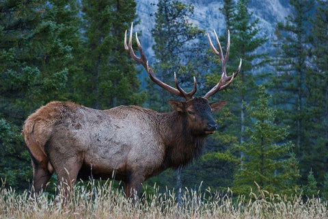 Rocky Mountain Bull Elk Black Ornate Wood Framed Art Print with Double Matting by Archer, Ken
