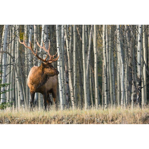 Rocky Mountain Bull Elk-Aspen Forest White Modern Wood Framed Art Print by Archer, Ken