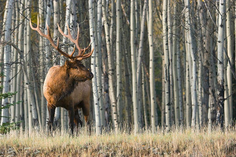 Rocky Mountain Bull Elk-Aspen Forest Black Ornate Wood Framed Art Print with Double Matting by Archer, Ken