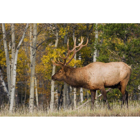 Bull Elk-autumn aspens White Modern Wood Framed Art Print by Archer, Ken