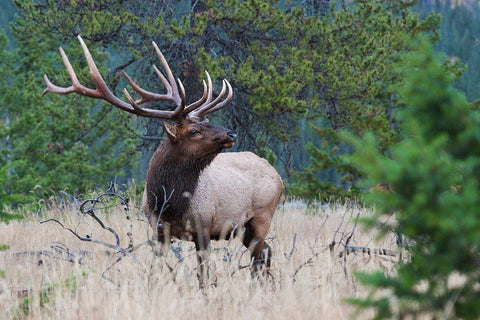 Rocky Mountain Bull Elk White Modern Wood Framed Art Print with Double Matting by Archer, Ken